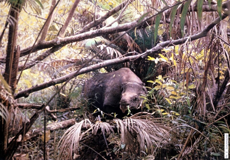 Ujung Kulon by Schumacher