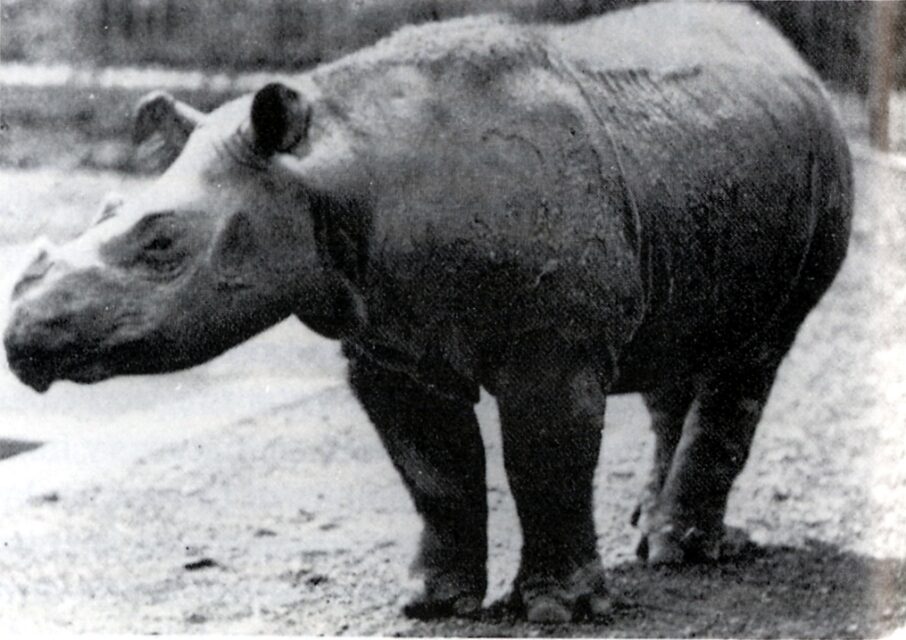 Sumatran in zoo