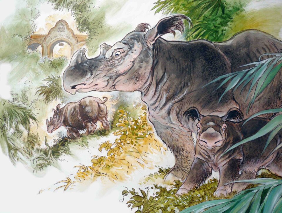 Pe’s Sumatran rhino 01