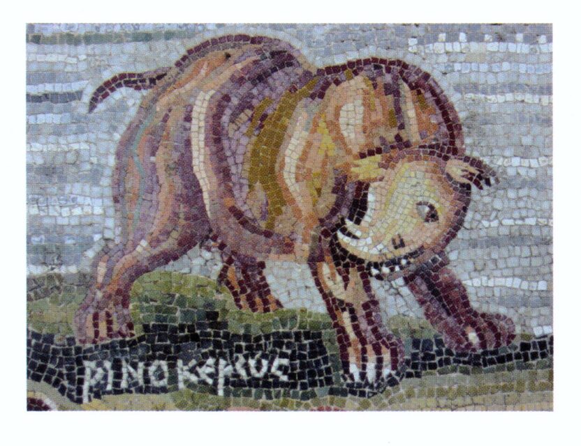 Palestrian rhino