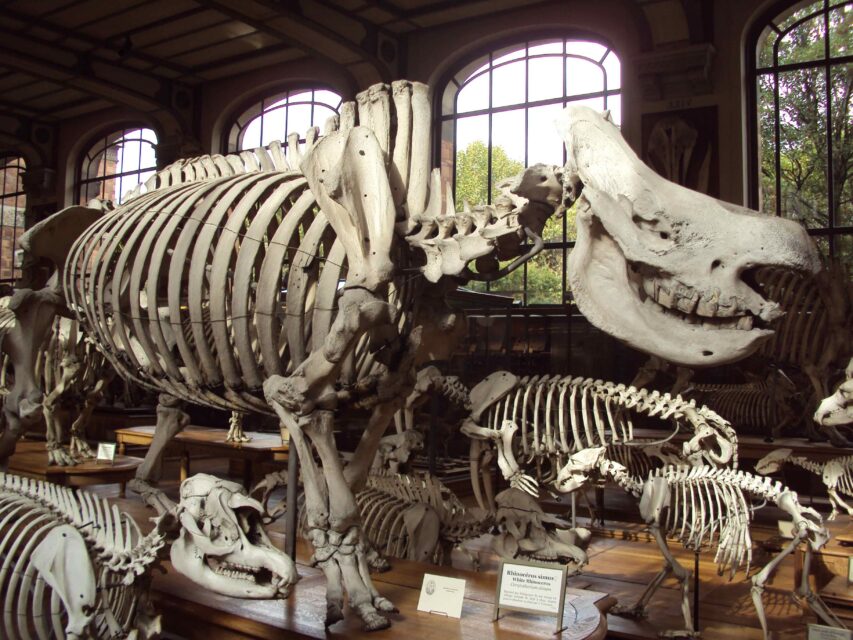 Delegorgue’s black rhino