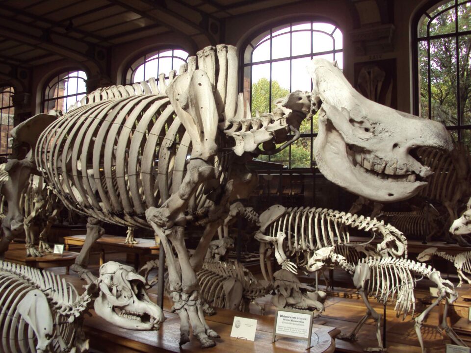 Delegorgue’s black rhino