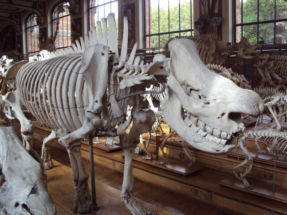 Delegorgue’s white rhino