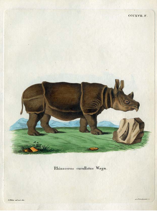 Rhinoceros cucullatus