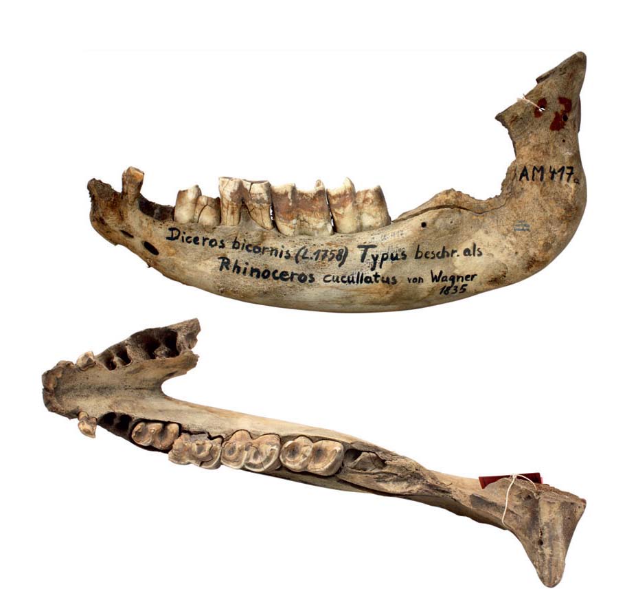 R. cucullatus jaw
