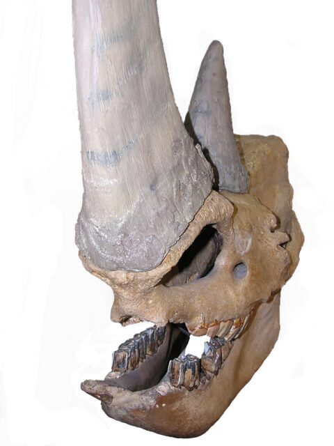 Woolly rhino in Etten, skull