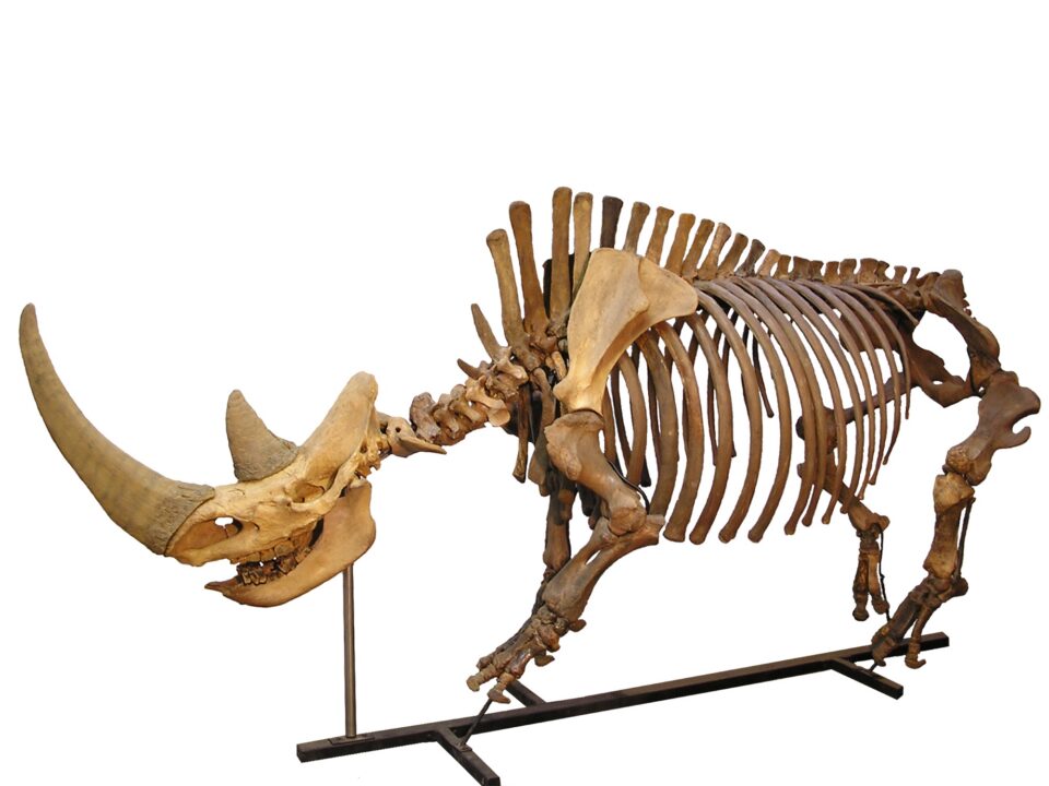 Coelodonta skeleton in Holland