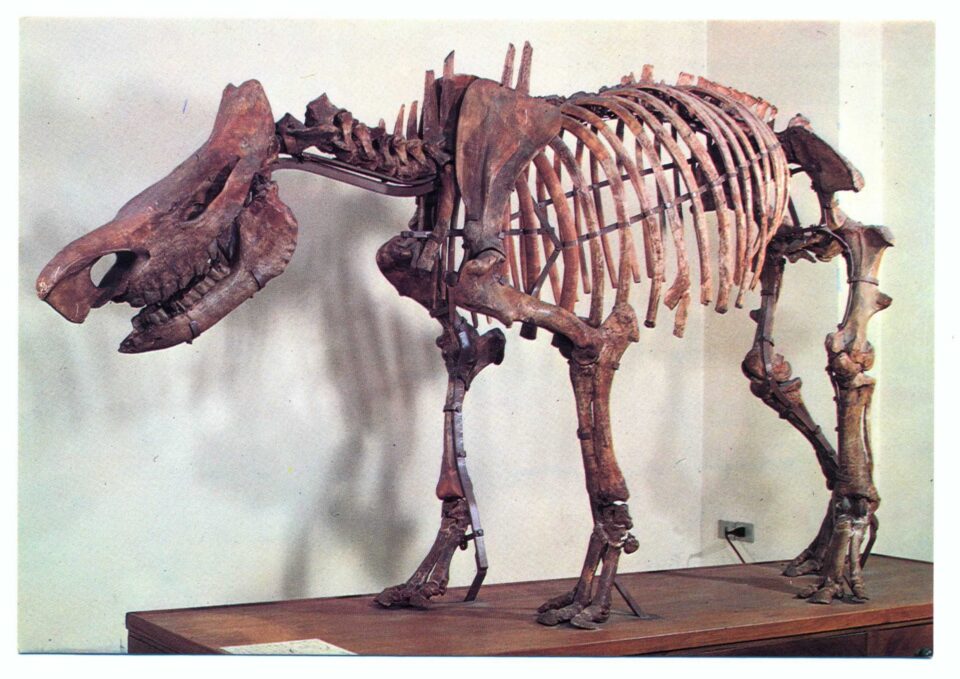 Dicerorhinus (Stephanorhinus) etruscus (Falc.) from Capitone (Umbria, Central Italy)