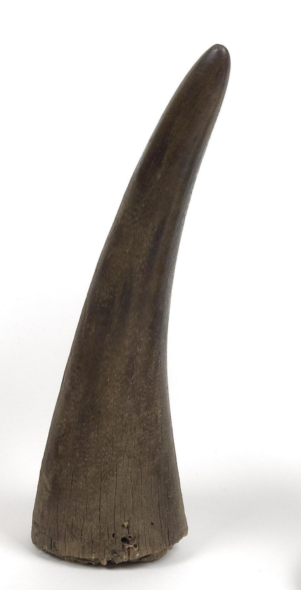 Juba horn