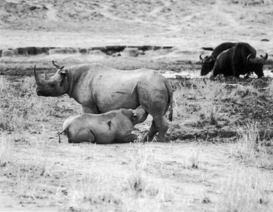 Rhino in CAR 1980