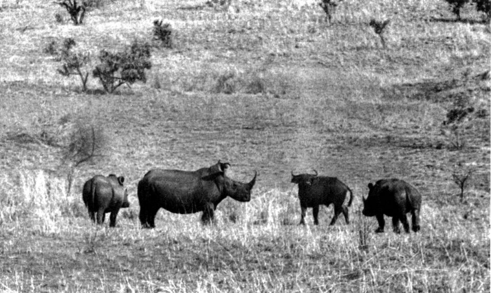 Rhino and buffalo