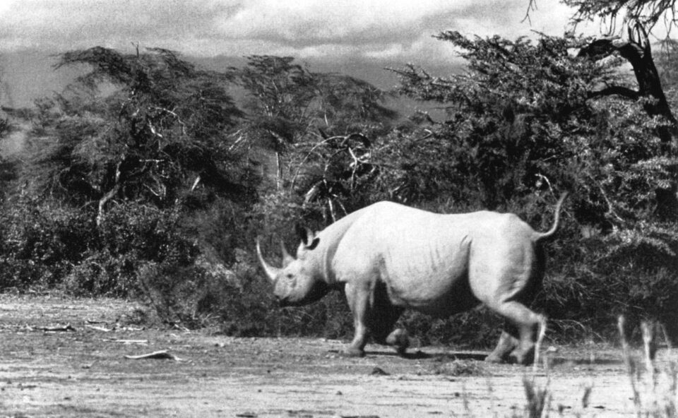 Black rhino running