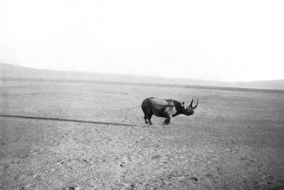 Rhino in dry lake