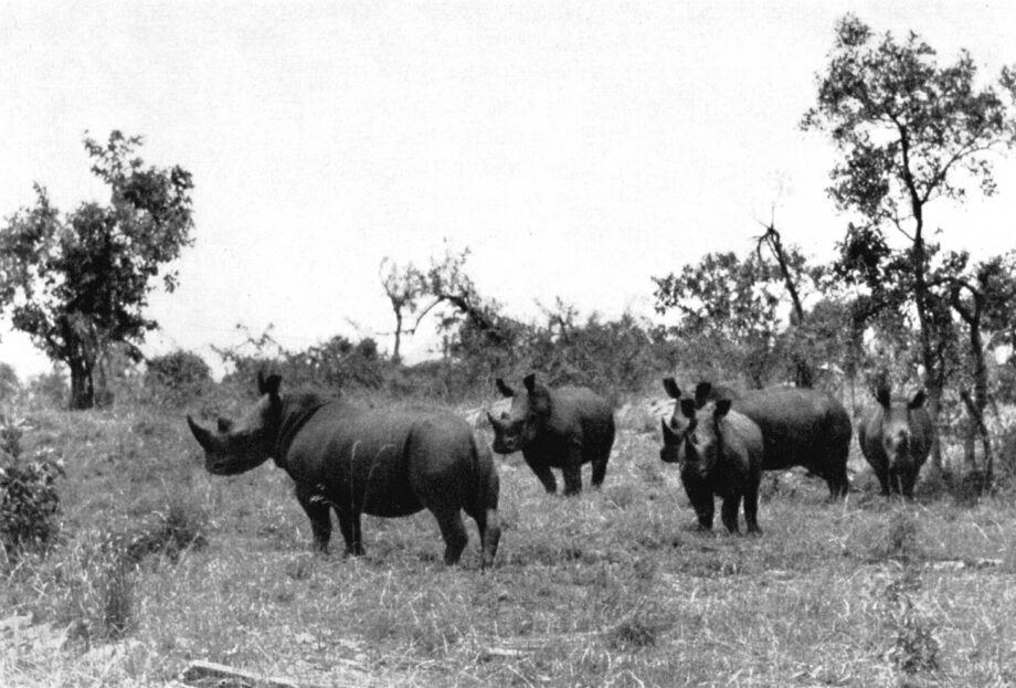 Nimule rhino