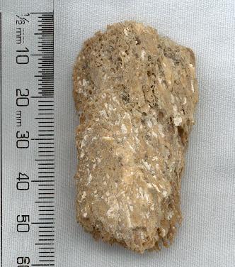 Buckland’s woolly rhino