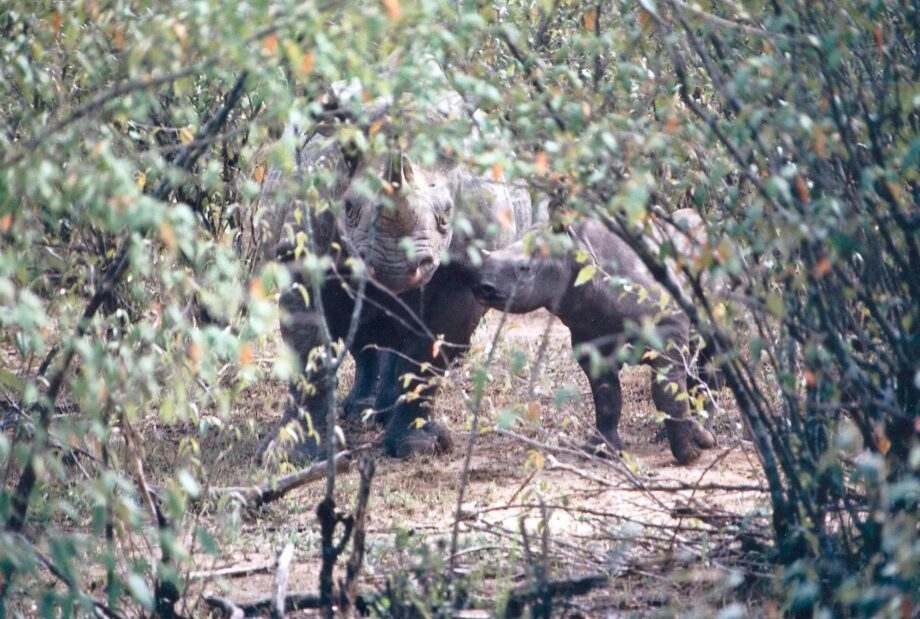 Mara rhino calf