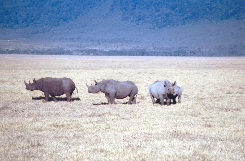 Ngorongoro 2000