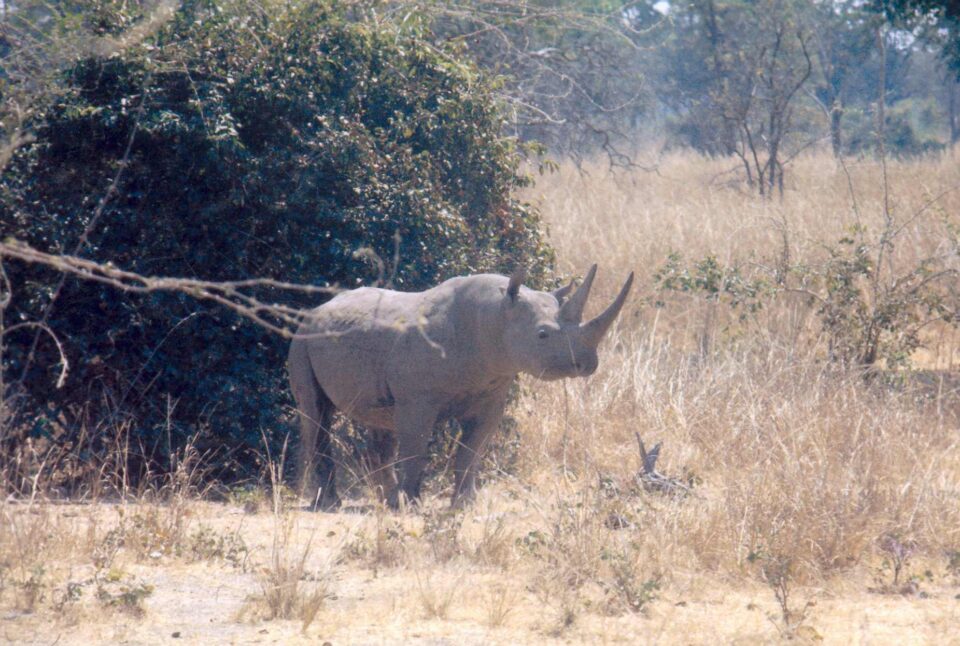 Luangwa 2000