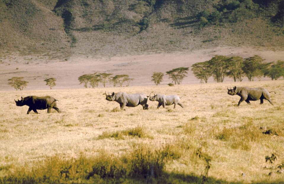 Tanzania 2000