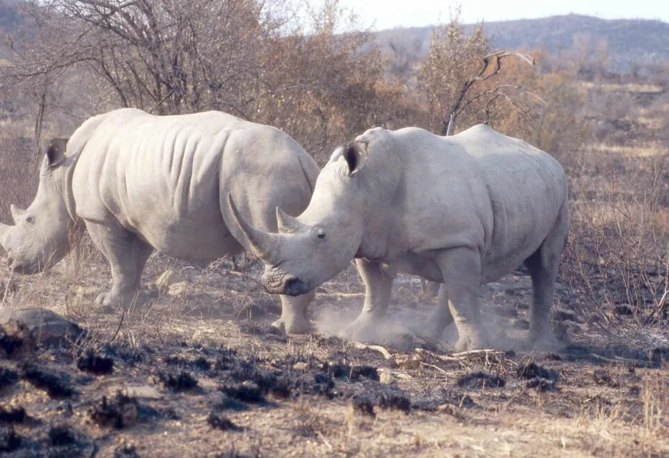 Pilanesberg 2000