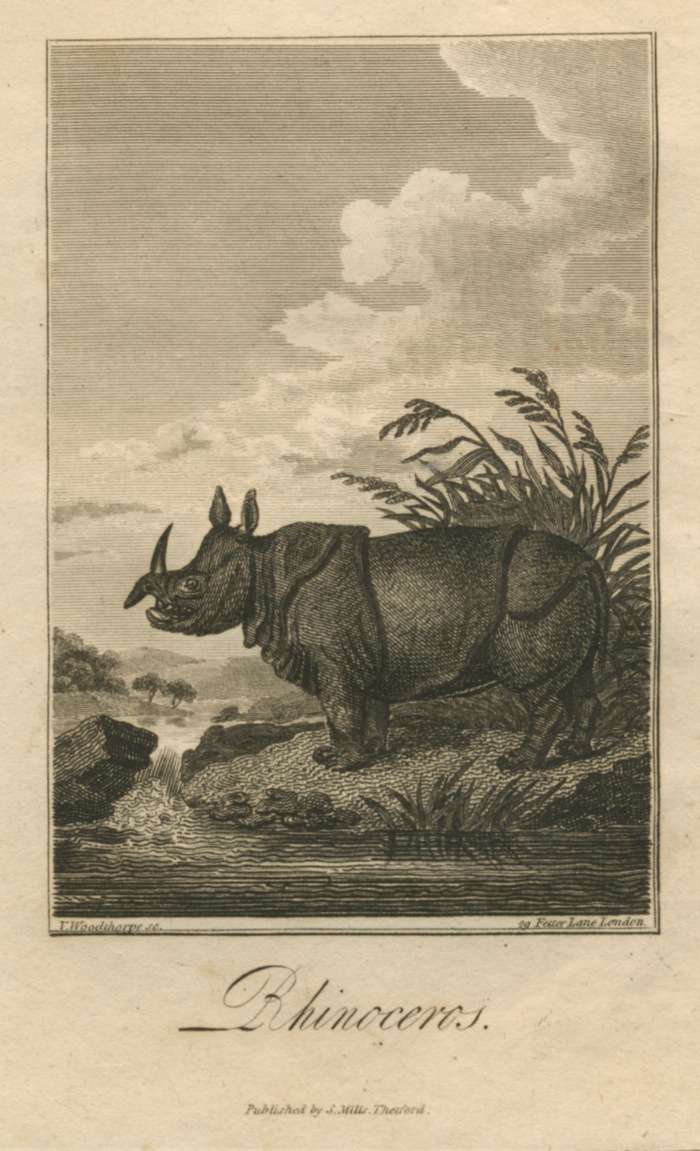 Campbell’s rhino 1822