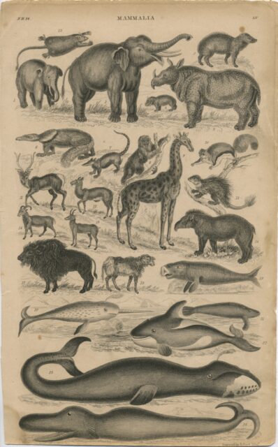 Goldsmith ca.1802 edition