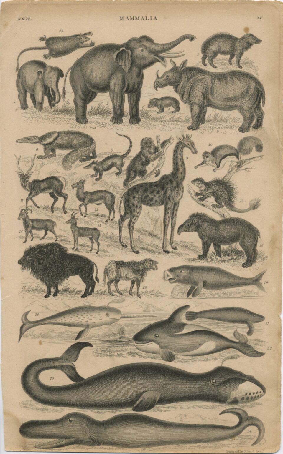 Goldsmith ca.1802 edition