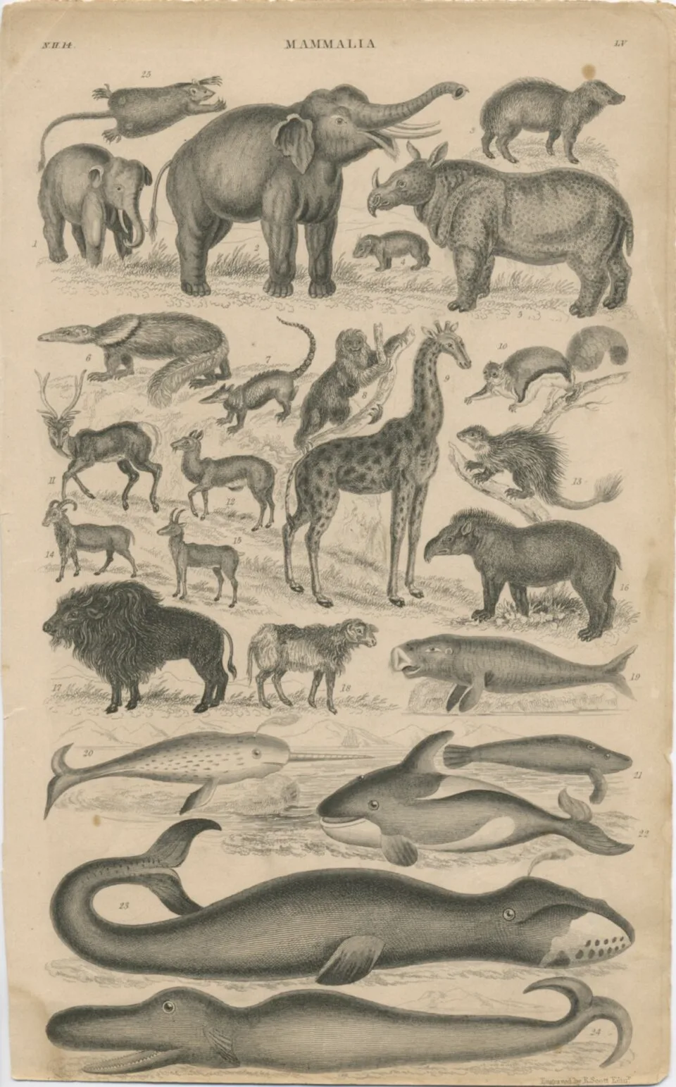 Goldsmith ca.1802 edition
