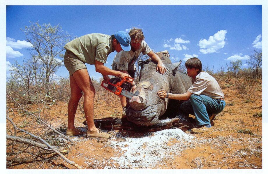 Namibia horn removal