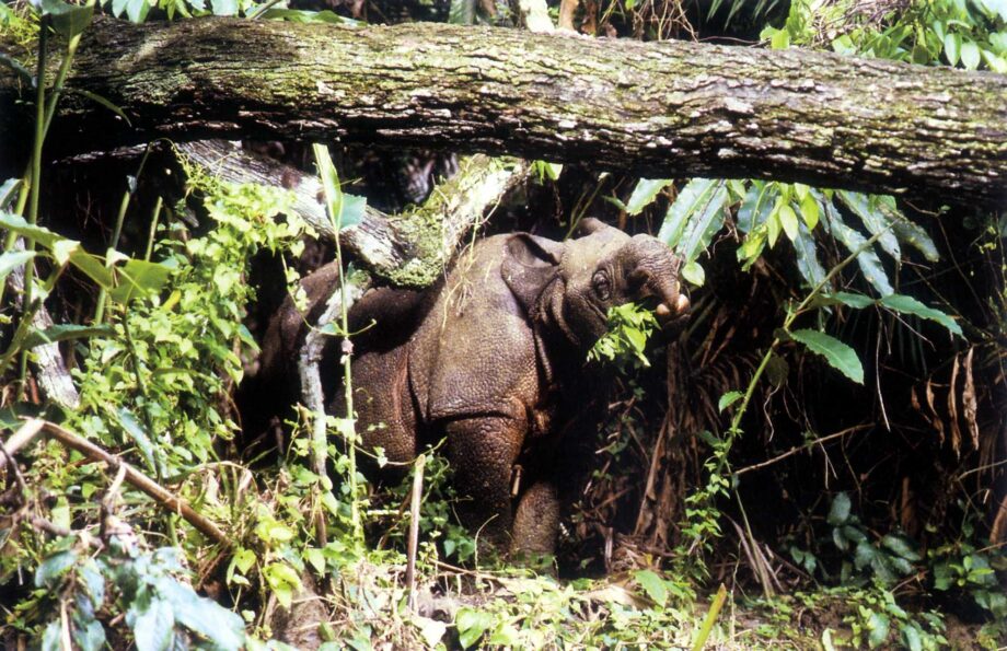 Ujung Kulon rhino feeding