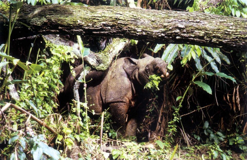 Ujung Kulon rhino feeding