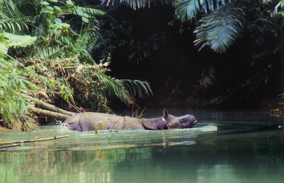 Javan rhino swimming
