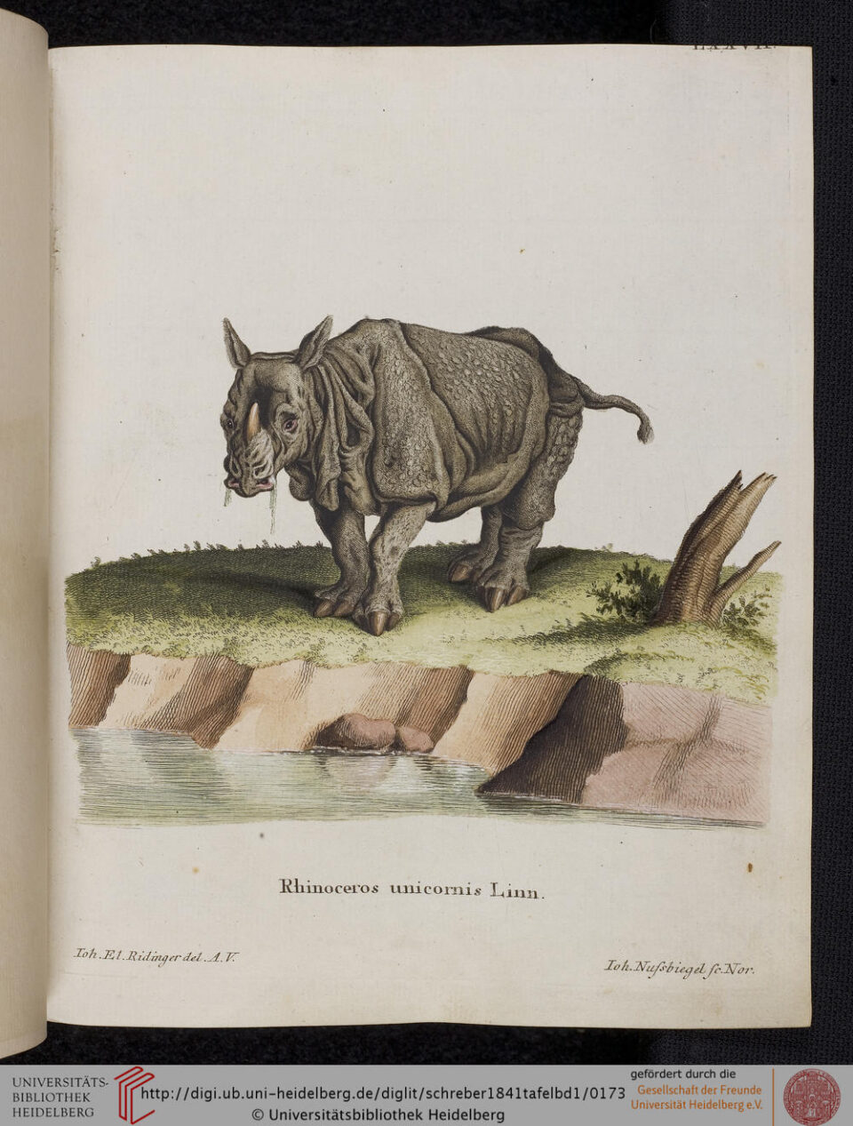 Ridinger in Schreber