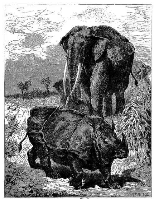 Rhino and elephant 1885