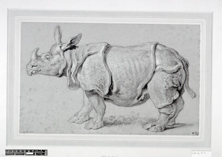 Oudry's drawing of Clara