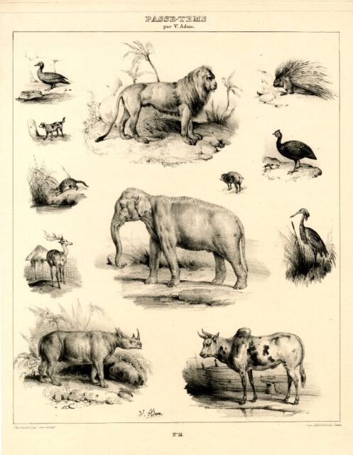 Adam litho