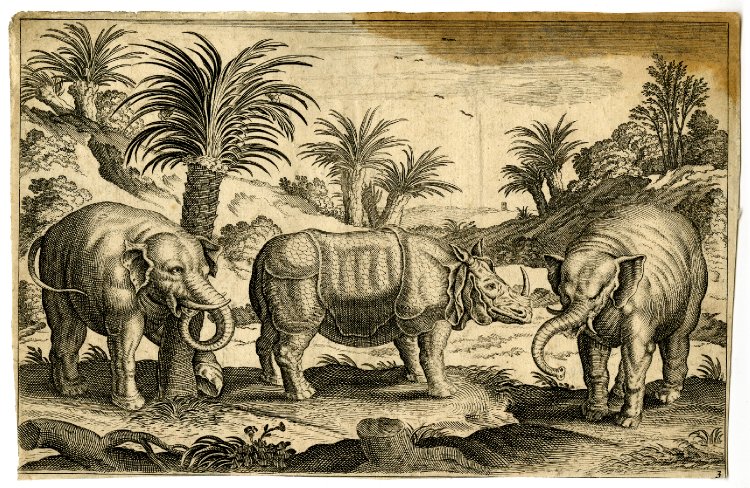 Animalium quadrupedum by Collaert