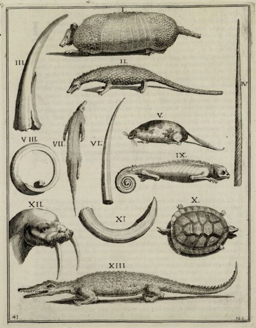 Molinet 1692