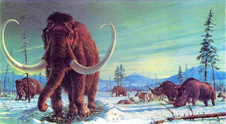 Woolly rhino and mammoth