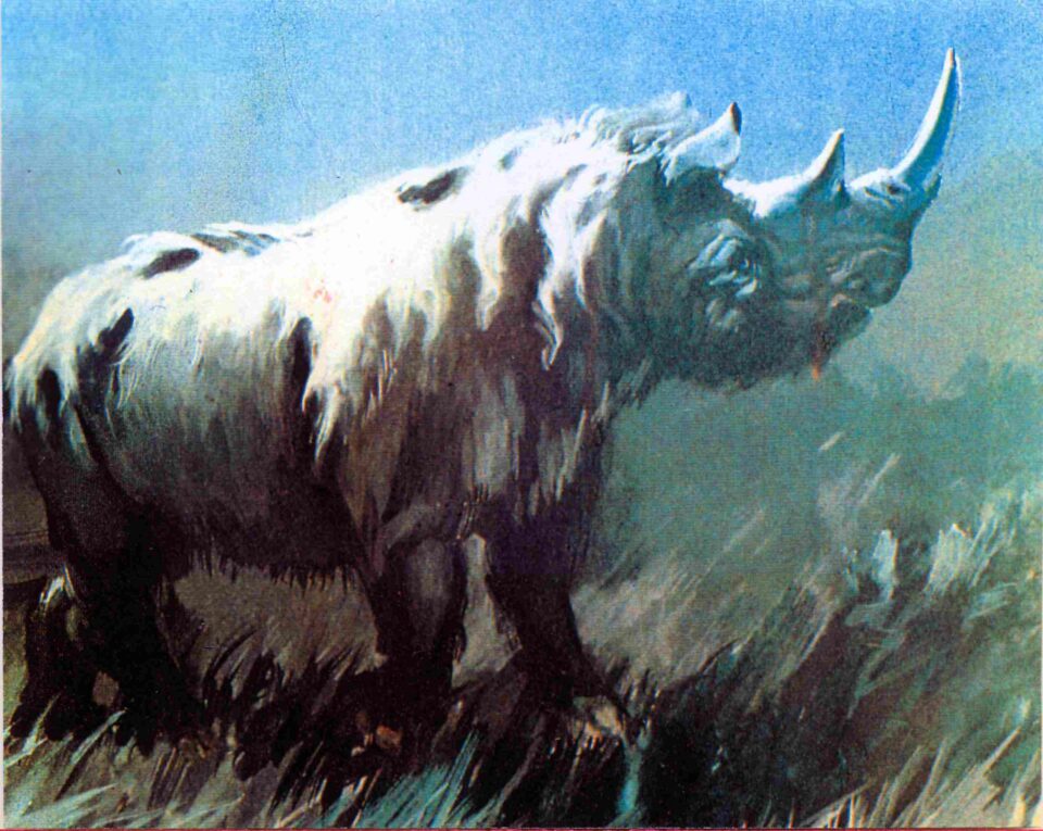 Woolly rhino