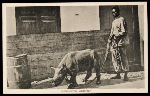 Rhino in Zanzibar