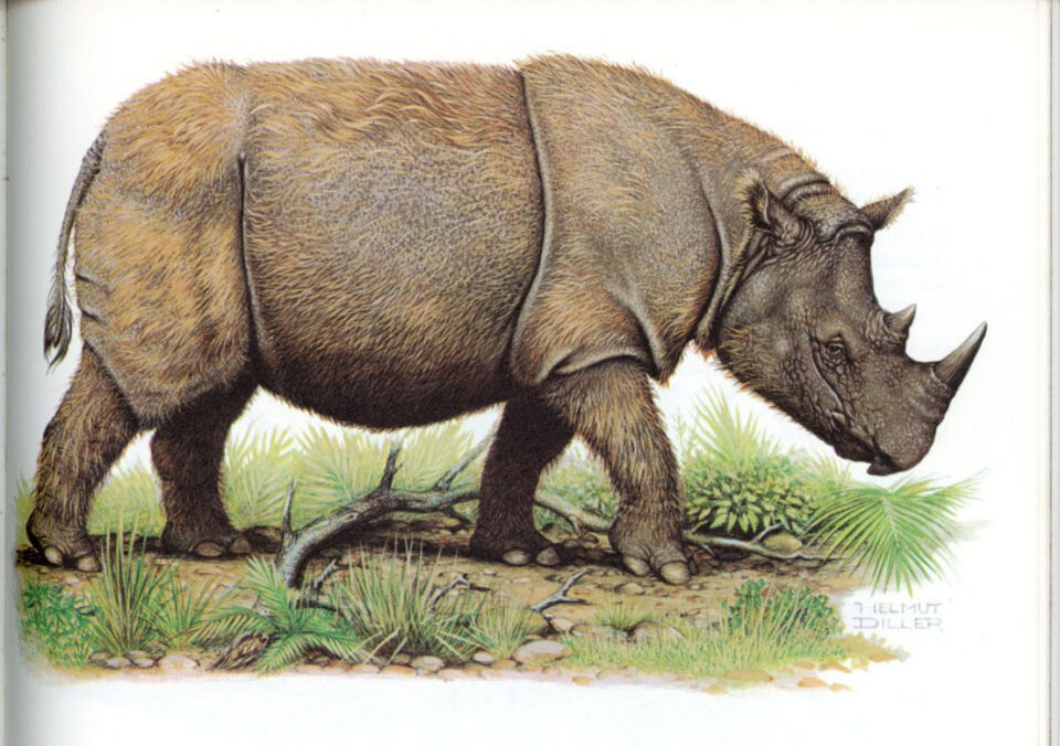 Fisher 1970 Sumatran