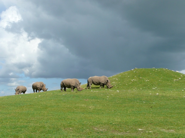 African Safari Park 2011