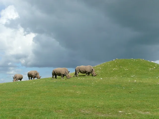 African Safari Park 2011
