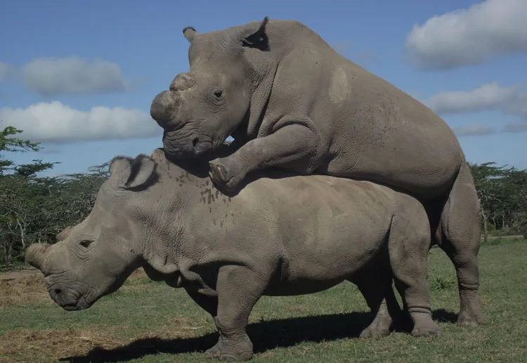 Ol Pejeta 2012