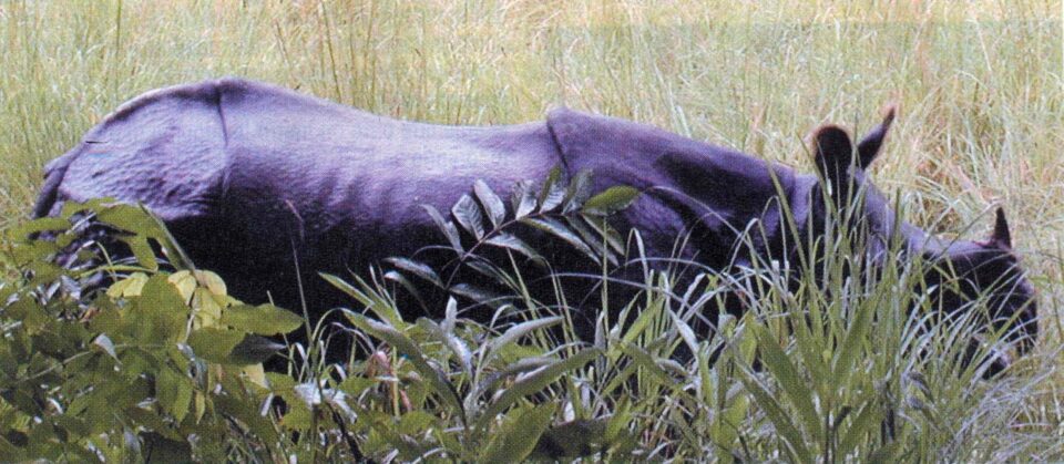 Chitwan rhino