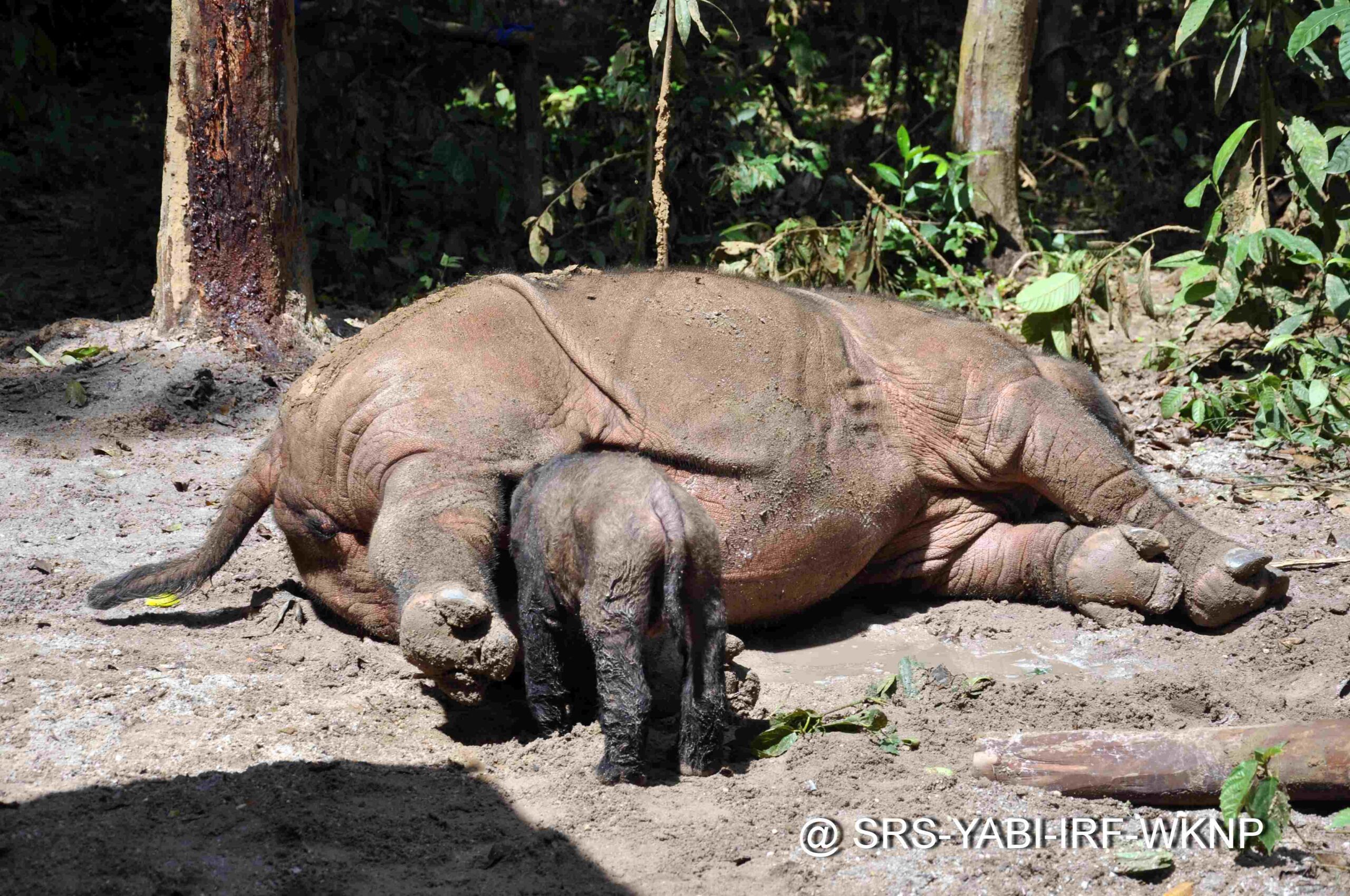 Andatu and Ratu — Rhino Resource Center