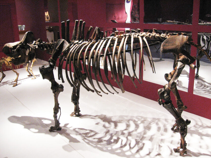 Dicerorhinus binagadensis (Dzhafarov, 1955)