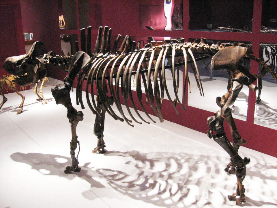 Dicerorhinus binagadensis (Dzhafarov, 1955)