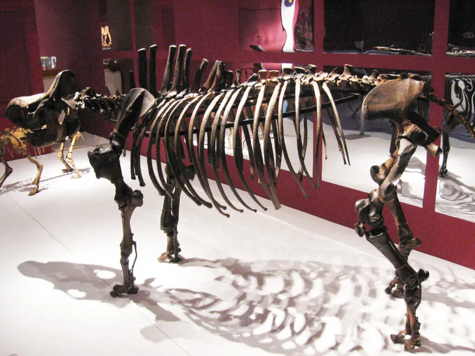 Dicerorhinus binagadensis (Dzhafarov, 1955)
